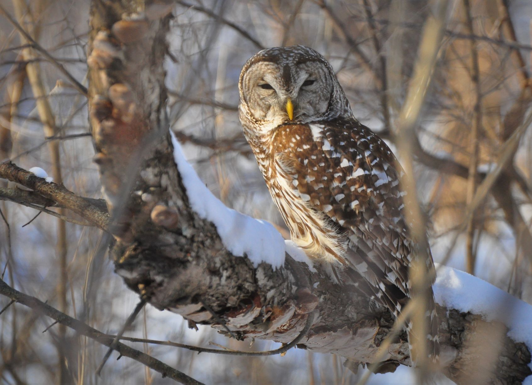 Squinty eyed barred owl